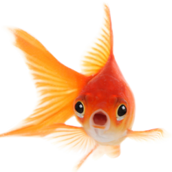 Image of goldfish surprised that Vanguard guarantees growth | Vanguard Communications | Denver, CO | Jacksonville, FL