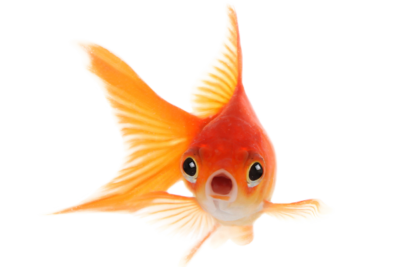 Image of goldfish surprised that Vanguard guarantees new patients | Vanguard Communications | Denver, CO | San Jose, CA | Jacksonville, FL