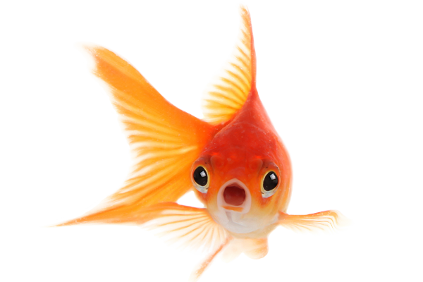 Goldfish with mouth agape at healthcare marketing guarantee | Vanguard Communications | Denver, CO | San Jose, CA