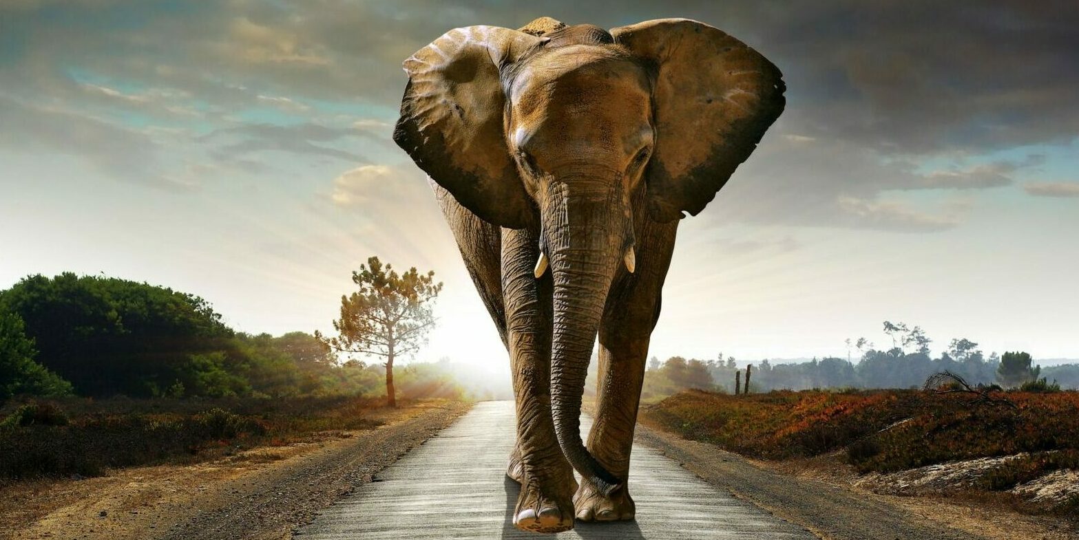 Elephant walking on road to illustrate blog about breaking bad habits | Vanguard Communications | Denver, CO