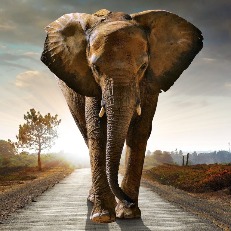 Elephant walking on road to illustrate blog about breaking bad habits Vangu...